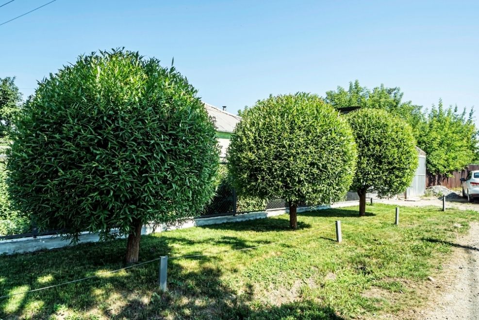 Tree Trimming & Planting
